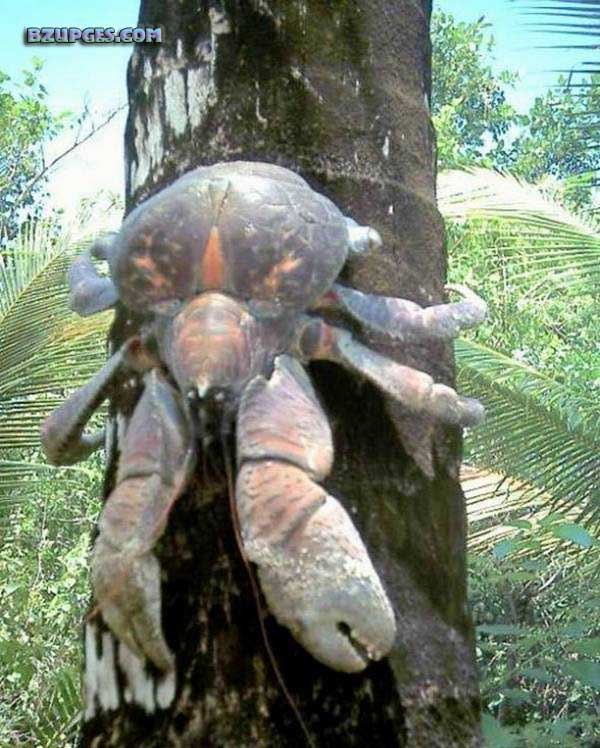 Name:  Giant Coconut Crab (1).jpg
Views: 10230
Size:  99.2 KB