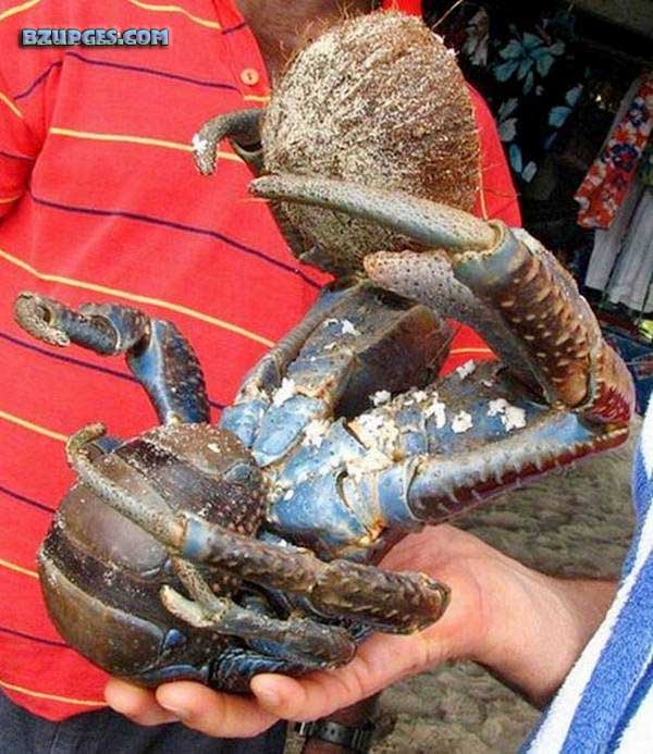 Name:  Giant Coconut Crab (2).jpg
Views: 4271
Size:  96.6 KB