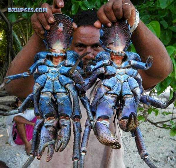 Name:  Giant Coconut Crab (3).jpg
Views: 5764
Size:  95.4 KB