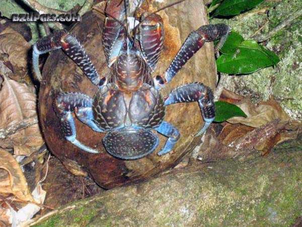 Name:  Giant Coconut Crab (4).jpg
Views: 2604
Size:  82.4 KB