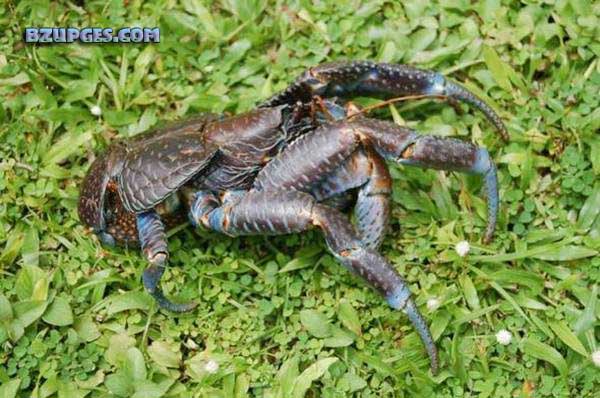 Name:  Giant Coconut Crab (5).jpg
Views: 3983
Size:  77.5 KB