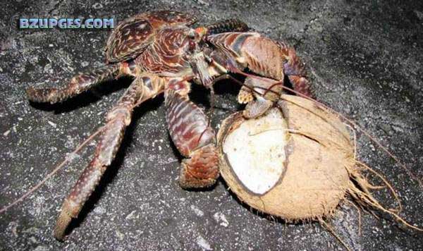 Name:  Giant Coconut Crab (6).jpg
Views: 3261
Size:  75.6 KB