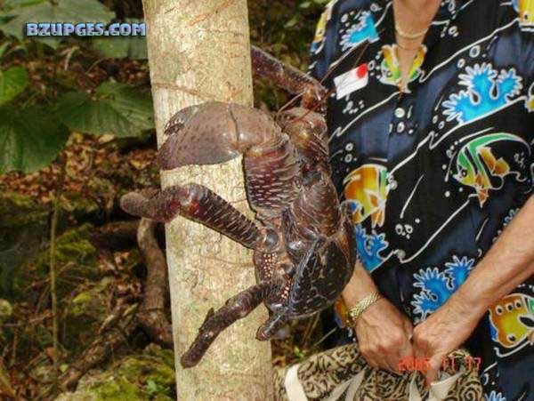 Name:  Giant Coconut Crab (7).jpg
Views: 2986
Size:  73.5 KB