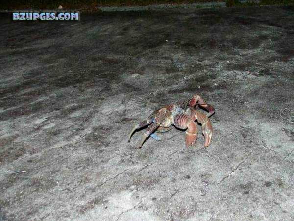 Name:  Giant Coconut Crab (9).jpg
Views: 2342
Size:  65.3 KB