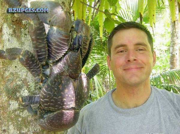 Name:  Giant Coconut Crab (10).jpg
Views: 5302
Size:  66.5 KB