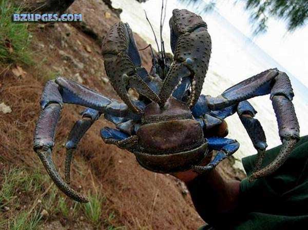 Name:  Giant Coconut Crab (11).jpg
Views: 5449
Size:  66.0 KB