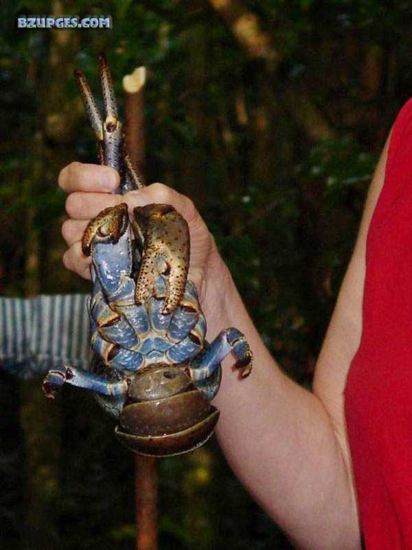 Name:  Giant Coconut Crab (12).jpg
Views: 2409
Size:  57.8 KB
