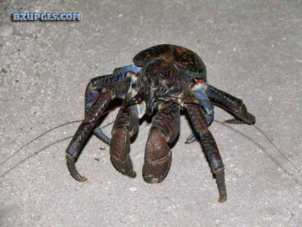 Name:  Giant Coconut Crab (13).jpg
Views: 2945
Size:  57.9 KB