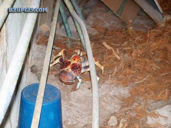 Name:  Giant Coconut Crab (14).jpg
Views: 2101
Size:  57.7 KB