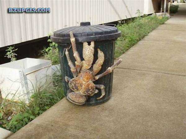 Name:  Giant Coconut Crab (15).jpg
Views: 3298
Size:  59.4 KB