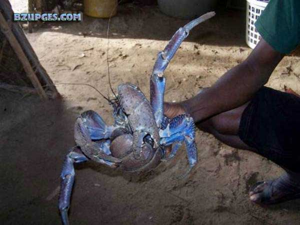 Name:  Giant Coconut Crab (16).jpg
Views: 2196
Size:  54.0 KB