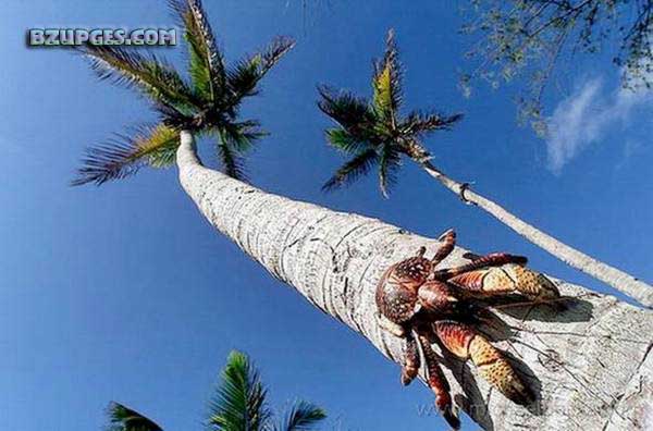 Name:  Giant Coconut Crab (17).jpg
Views: 2087
Size:  54.6 KB