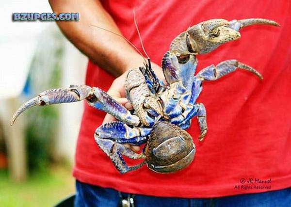 Name:  Giant Coconut Crab (18).jpg
Views: 1990
Size:  54.6 KB