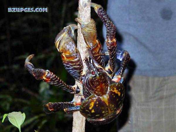 Name:  Giant Coconut Crab (19).jpg
Views: 1977
Size:  52.5 KB