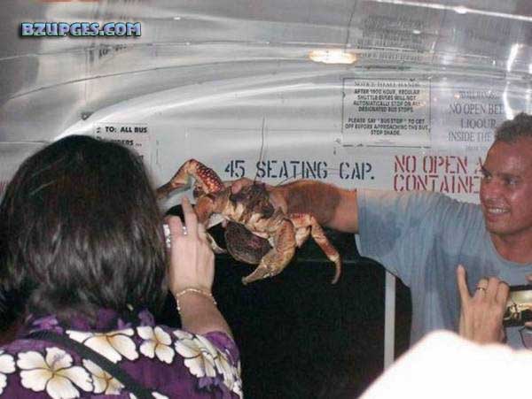 Name:  Giant Coconut Crab (20).jpg
Views: 1916
Size:  50.4 KB