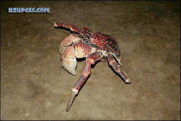 Name:  Giant Coconut Crab (22).jpg
Views: 2970
Size:  45.9 KB