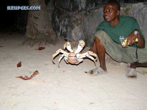 Name:  Giant Coconut Crab (23).jpg
Views: 6525
Size:  45.0 KB