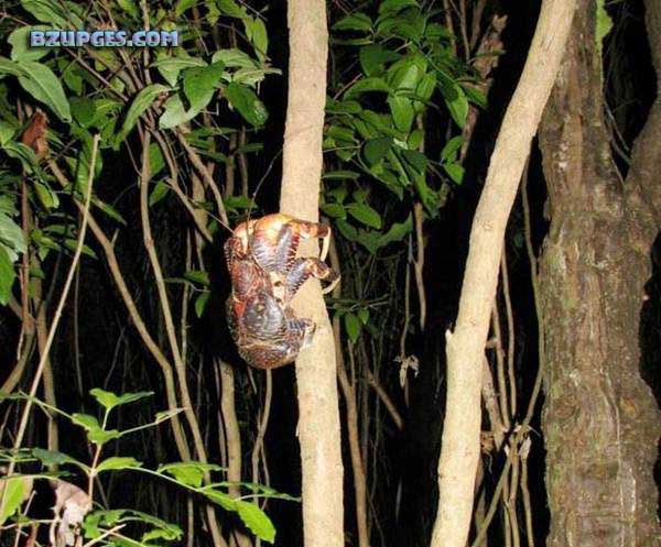Name:  Giant Coconut Crab (24).jpg
Views: 4348
Size:  81.2 KB
