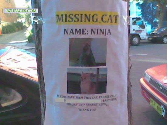 Name:  cat Funny Picture (2).jpg
Views: 3039
Size:  38.9 KB