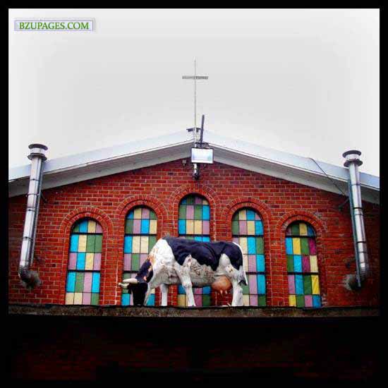 Name:  Cow on the roof Funny Picture (7).jpg
Views: 3192
Size:  50.0 KB