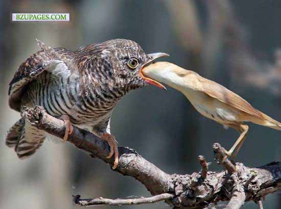 Name:  eating Funny Picture (17).jpg
Views: 3226
Size:  49.0 KB