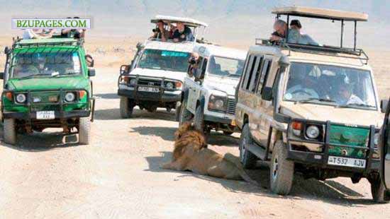 Name:  Lion on the way Funny Picture (5).jpg
Views: 5168
Size:  42.7 KB