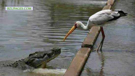 Name:  Magamach Funny Picture (22).jpg
Views: 2461
Size:  30.7 KB