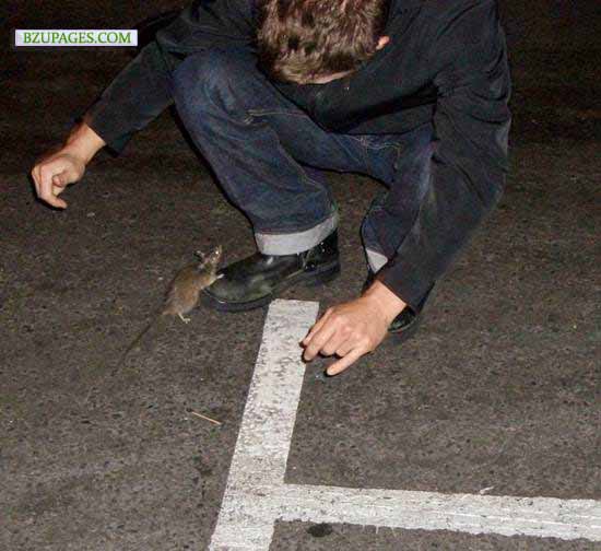 Name:  Watching Mouse Funny Picture.jpg
Views: 2502
Size:  52.0 KB