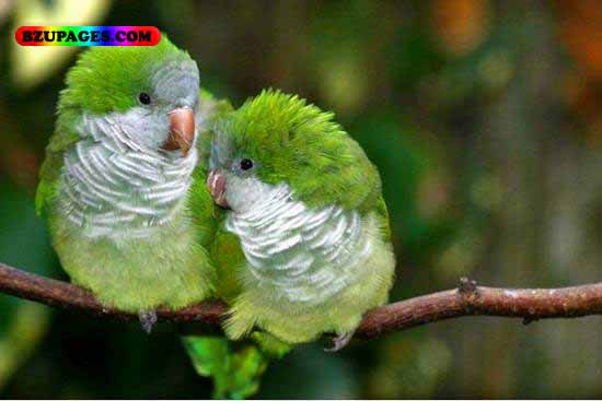 Name:  Parrot Funny Animal Picture.jpg
Views: 6396
Size:  35.7 KB