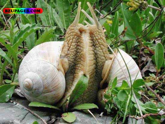 Name:  Snail Funny Animal Picture (13).jpg
Views: 7246
Size:  67.1 KB