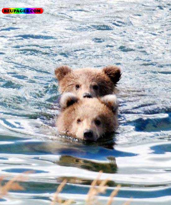 Name:  Two Bear in water Funny Animal Picture (2).jpg
Views: 8401
Size:  76.9 KB