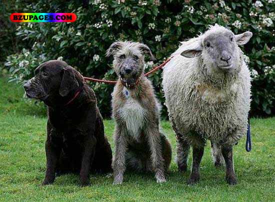 Name:  2 dogs 1 Dumba Funny Animal Picture (10).jpg
Views: 8328
Size:  69.8 KB