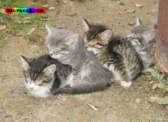 Name:  4 cats Funny Animal Picture (25).jpg
Views: 9846
Size:  69.5 KB