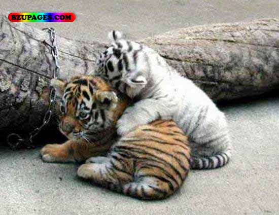 Name:  Are these cats Funny Animal Picture (26).jpg
Views: 8186
Size:  51.5 KB