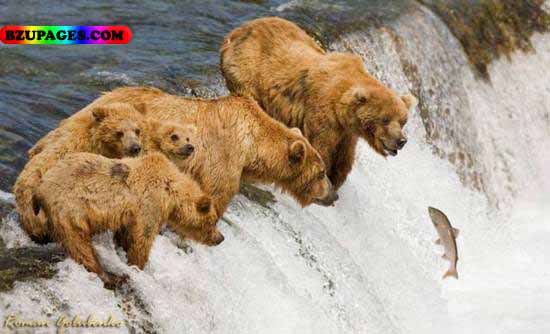 Name:  Barfani Reechh Funny Animal Picture (7).jpg
Views: 5497
Size:  42.7 KB