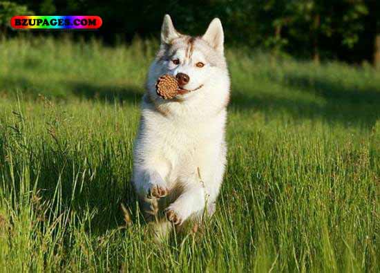 Name:  Bhairiya Funny Animal Picture (6).jpg
Views: 5235
Size:  54.3 KB