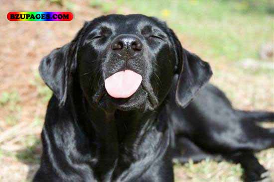 Name:  black Dog with tongue Funny Animal Picture (30).jpg
Views: 12107
Size:  35.6 KB