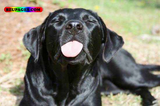 Name:  black Dog with tongue Funny Animal Picture (30).jpg
Views: 12167
Size:  35.6 KB