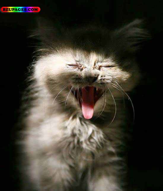 Name:  Cat Crying Funny Animal Picture (1).jpg
Views: 7100
Size:  35.9 KB