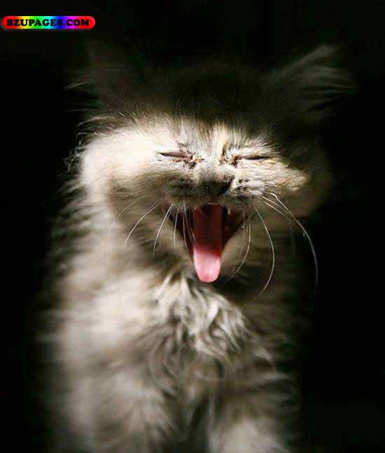 Name:  Cat Crying Funny Animal Picture (1).jpg
Views: 7132
Size:  35.9 KB