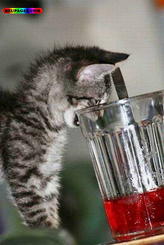 Name:  Cat drinking cold Drink Funny Animal Picture (27).jpg
Views: 7231
Size:  62.3 KB