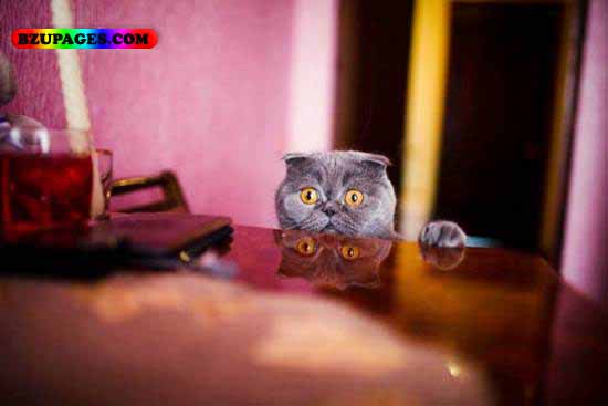 Name:  Cat is watching Funny Animal Picture (23).jpg
Views: 4610
Size:  31.6 KB