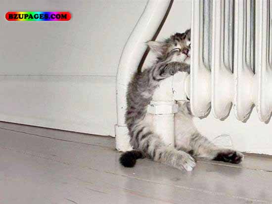 Name:  cat sleeping style Funny Animal Picture (18).jpg
Views: 7297
Size:  32.5 KB