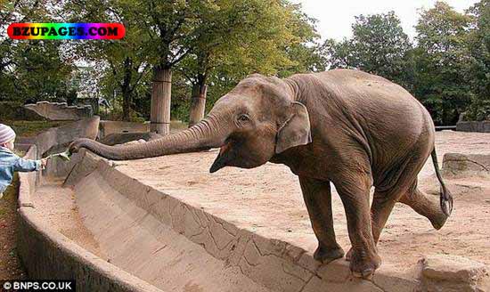 Name:  Child and Elephant Funny Animal Picture (28).jpg
Views: 8758
Size:  63.9 KB
