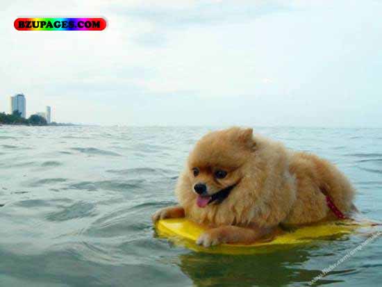 Name:  Dog in water Funny Animal Picture (14).jpg
Views: 6093
Size:  29.5 KB