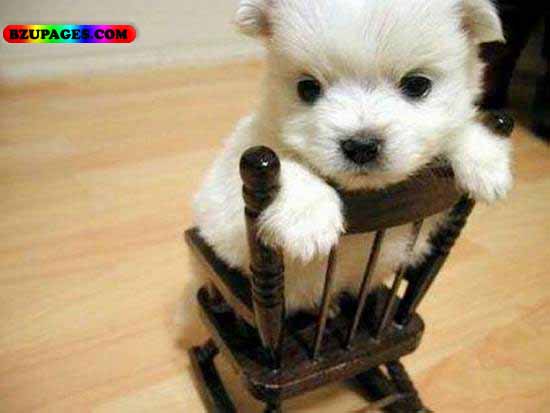 Name:  Doggy Funny Animal Picture (16).jpg
Views: 14457
Size:  37.9 KB