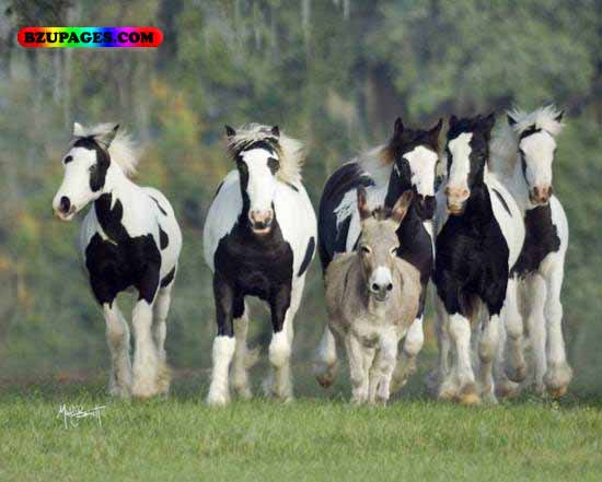 Name:  Donckey with horses Funny Animal Picture (20).jpg
Views: 4841
Size:  45.5 KB