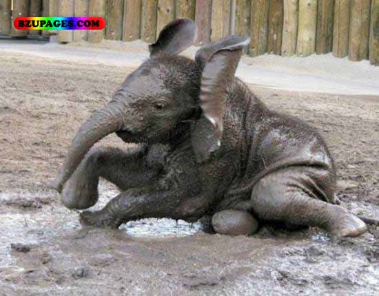 Name:  Elephant Funny Animal Picture (19).jpg
Views: 5372
Size:  51.2 KB