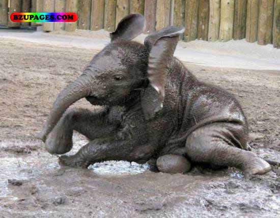 Name:  Elephant Funny Animal Picture (19).jpg
Views: 5408
Size:  51.2 KB