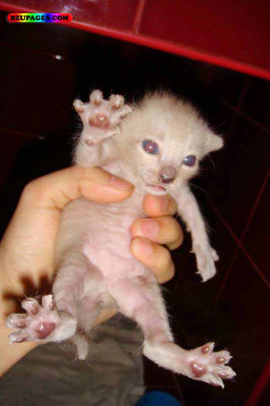 Name:  Funny Animal Picture (11).jpg
Views: 4781
Size:  39.6 KB